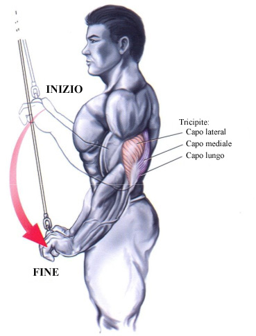 tonificare-i-tricipiti.jpg